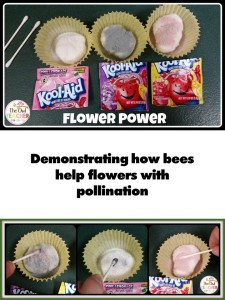 Plant FREEBIE Pollination Flowers 